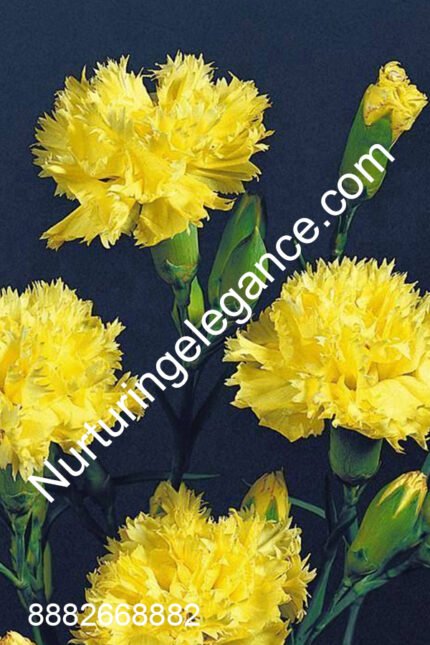 Yellow Carnation Flower - www.nurturingelegance.com